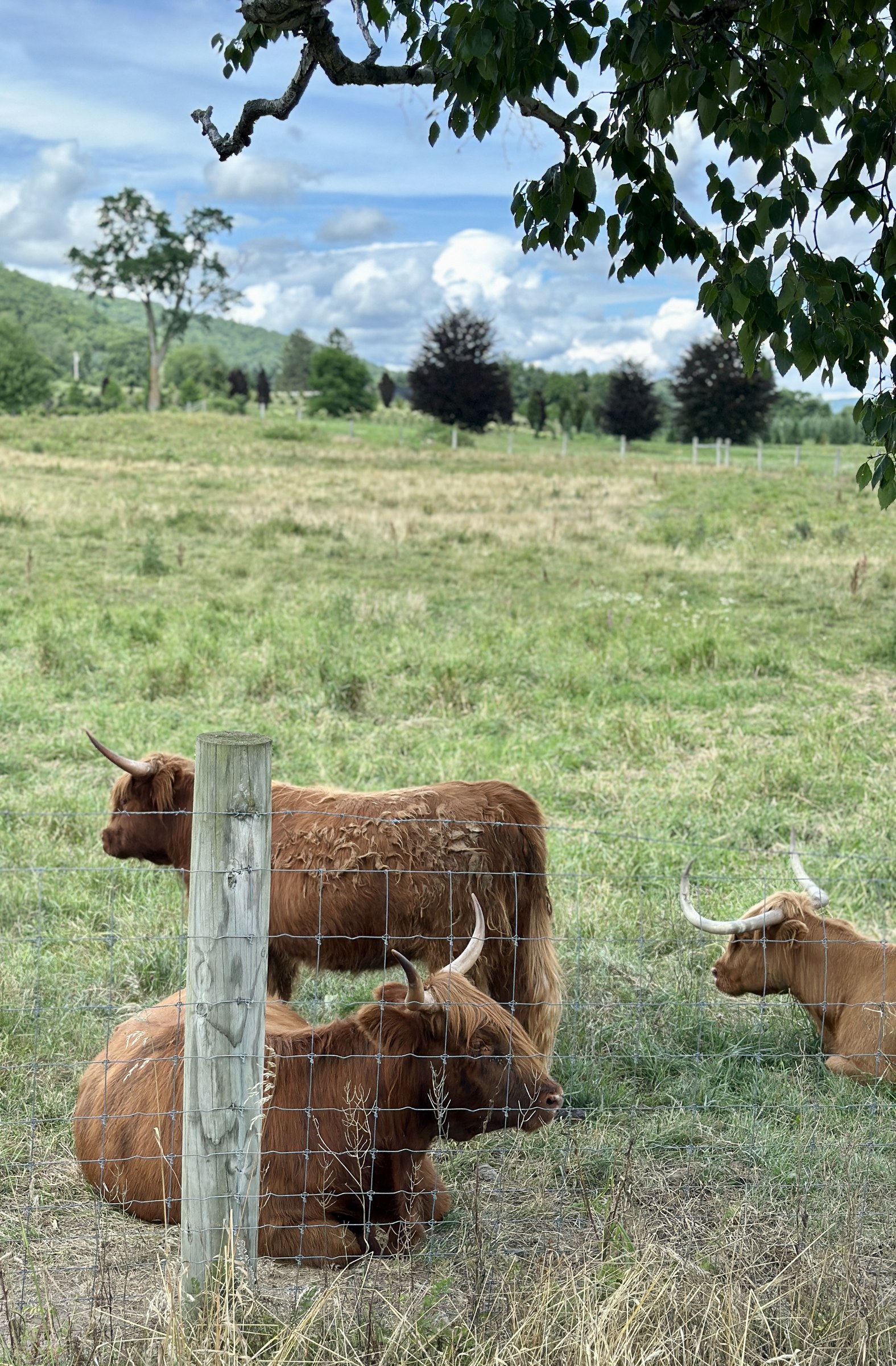 Highland cattle grazing beneath green hills in eastern Columbia County